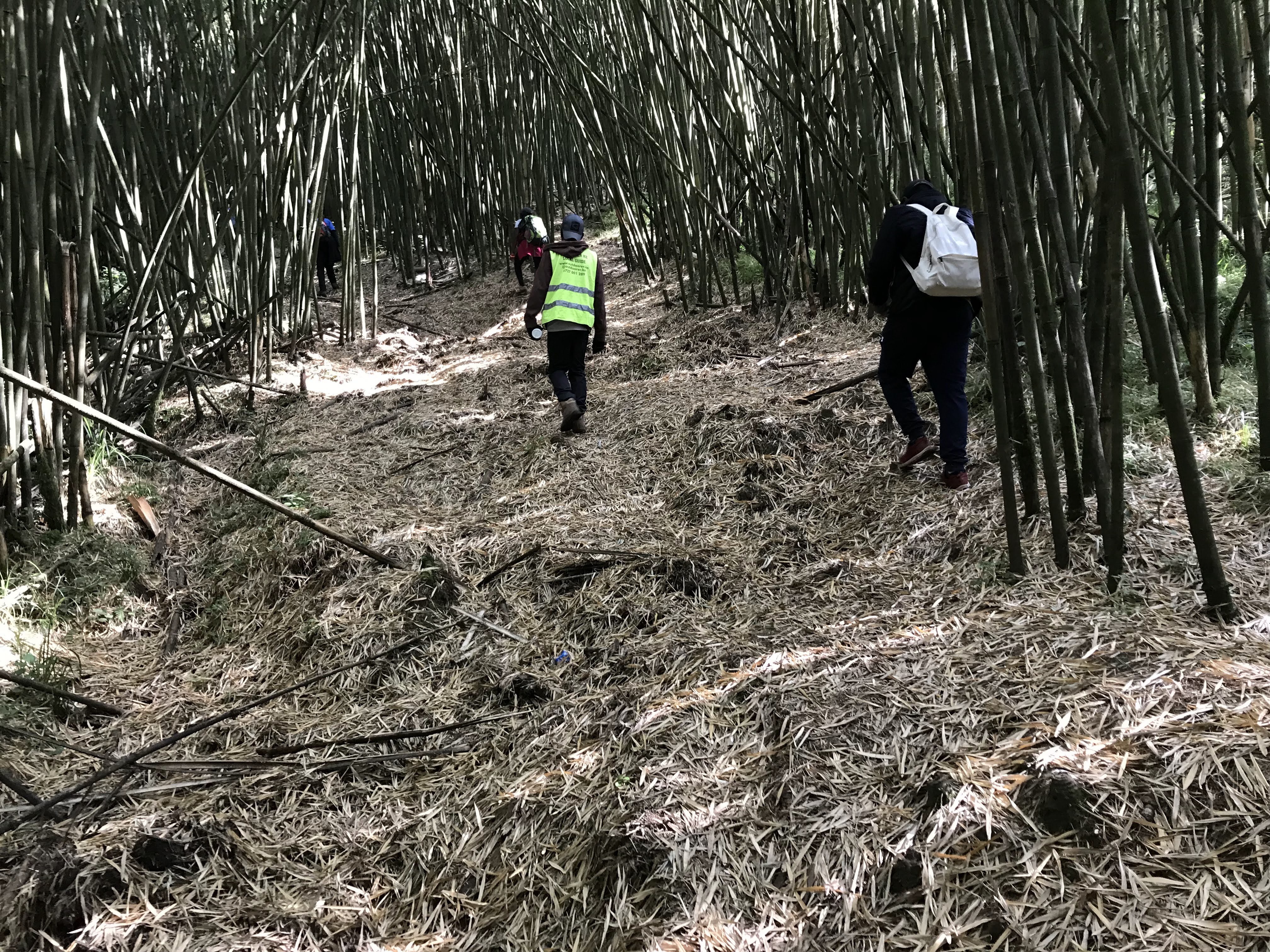 bamboo-pic